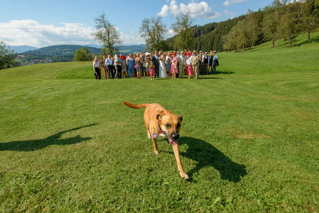 Beautiful Wedding in Austria - Dogs at weddings - Hochzeitsfotografie Austria